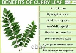 Dried Curry Leaf ground powder Organic Natural control Blood Cholesterol level